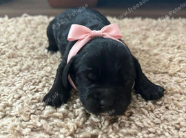Cocker spaniel puppies