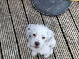 Beautiful jack russle