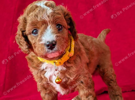Beautiful Cavapoo Puppies Looking for Loving Forever Homes