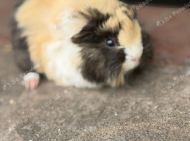 Gorgeous colourful guinea pigs