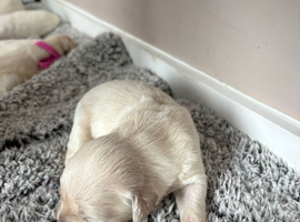 Goldador puppies