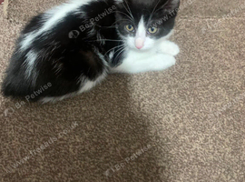 male 12 weeks old