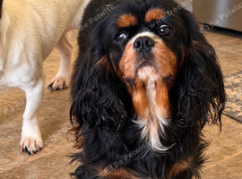 Lovely cavalier King Charles adult female
