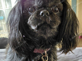 Shih tzu puppies for sale