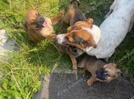 Jug puppies
