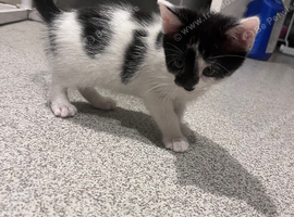 3 beautiful kittens