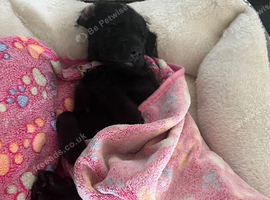 Beautiful puppy Looking for a Loving Home