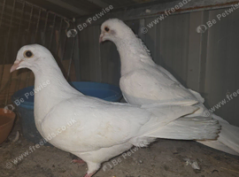 White pigeons