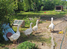 Embden geese 1 pair left