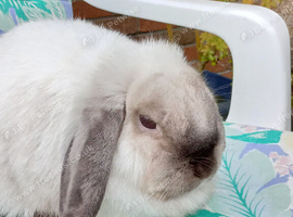 Dwarf lop female for sale