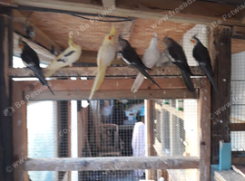 Cockatiels