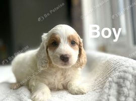 Layla adorable cockapoo now ready to leave