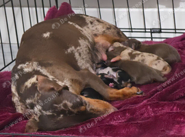 Daschund puppies for sale