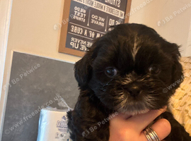 Shih tzu