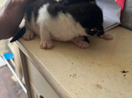 Kitten for sale