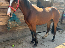 Stunning 3year old Connemara 15hh
