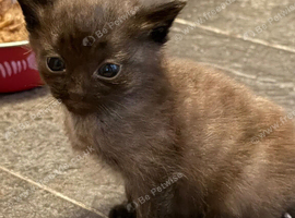 Blacky brown boy kitten