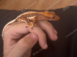 Lily white crested gecko