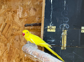 2 x Lutino males 3 years old