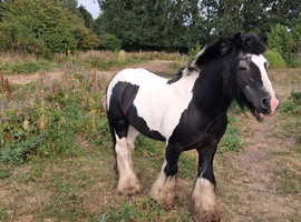 BLACK and White  Ride and Drive stallion