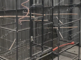 Two parakeet cages