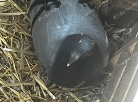 Baby late breads racing pigeons