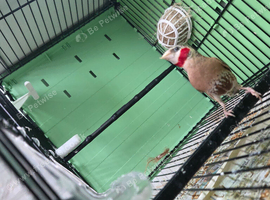 2 male cutthroat finches
