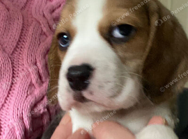 KC Reg Multi Champ Pure Bred Beagles