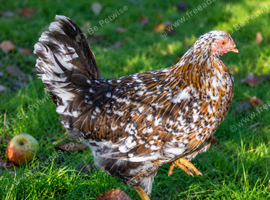 SWEDISH FLOWER HEN - VARIOUS PULLETS - RARE LANDRACE BREED