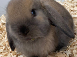 STUNNING PURE BREED MINI LOPS BEAUTIFUL COLOURS