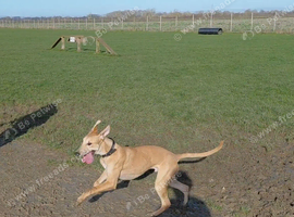 14 month old Lurcher