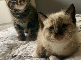 Part ragdoll kittens