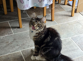 Maine coon male cat
