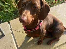 Rehome female