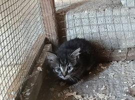 Kittens
