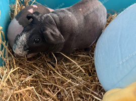 Guinea Pig Father & Son &ndash; Looking for a Loving Home ️