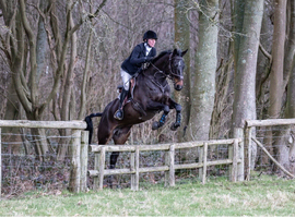 SES Major Flash | 16.1hh | Black Mare | 2015 | Zangersheide &times; TB