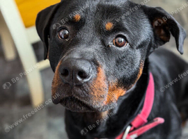 Gatsby - 4 Year Old Rottweiler