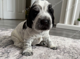 Cocker/show cocker spaniel