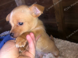 Jack russell