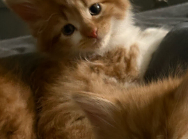 9weeks old ready now