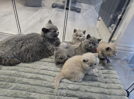 Pedigree British Shorthair kittens