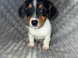 Black and white jack russle puppy's