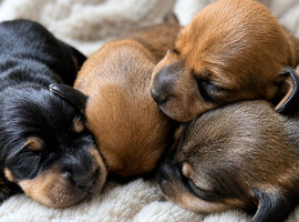 Miniature dachshunds - KC Registered