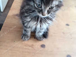 BLH Black grey and white male kitten for sale
