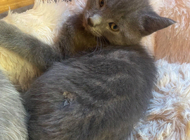 Farm reared kittens (ANGLESEY)