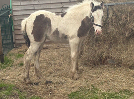 Gorgeous filly