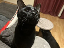black sweet cat