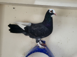 2 Young pigeons looking for new postcode