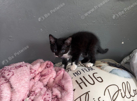 Kitten for sale
